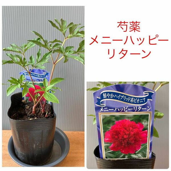 正規品　芍薬（シャクヤク）　メニーハッピーリターン　1苗