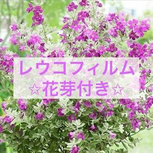 正規品　四季咲き　レウコフィルム　オージープランツ　花芽付き　1苗