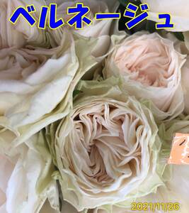  срезанные цветы товар вид be Rene -ju( прекрасный снег )* редкостный товар вид шелковый розовый *.. дерево рассада 