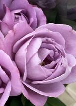 切り花品種　ブルーリバー★外弁が赤紫色に変化し、香りも濃厚★挿し木苗_画像6