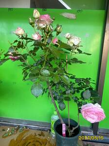 6754 Pierre Delon sa-ru* прекрасный роза .. роза. женщина .*6 номер большой рассада 