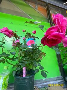6780...* that rose is absolutely buying .. person . is good! the best 3*6 number large seedling 