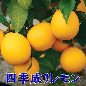 レモン　　小さな実または花付き　　　　四季成り　　レモン