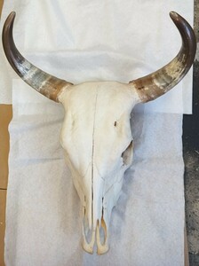 genuine article Buffalo Skull head cow head . peeling made water cow head cover . angle long horn interior decoration ornament 