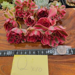 R succulent plant pink wichi10 point set aeonium cut seedling agriculture . direct sale decorative plant 
