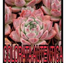colorata autentica 種子50粒　コロラータ　アウテンティカ　多肉植物　エケベリア　ゴンザレス苗_画像1
