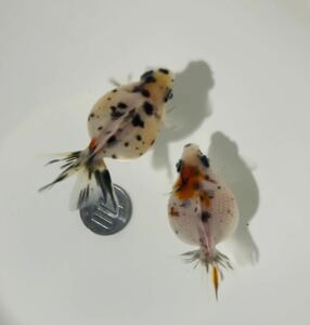  postage super-discount!2 domestic production!kya Rico pin pon pearl . -years old fish 2 pcs set 