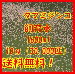 タマミジンコ飼育水1600ml（10g+α 約30,000匹混入)
