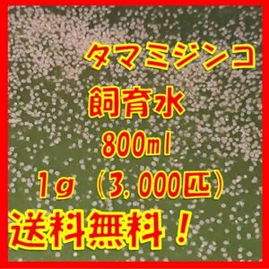 タマミジンコ飼育水800ml（1g+α約3,000匹混入）