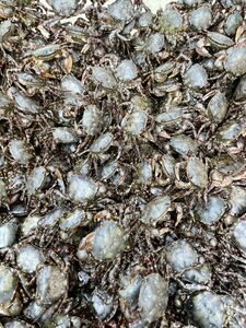 . crab freezing fishing bait 60 pcs 2 sack set (1 sack 30 pcs entering ). length approximately 2~3 centimeter 