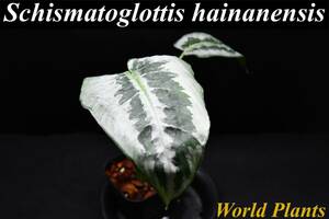 2　Schismatoglottis hainanensis　スキスマトグロッティス ハイナエンシス