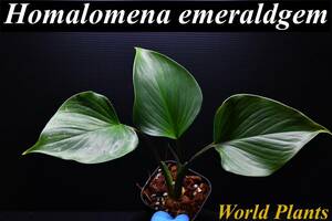 ３　Homalomena emeraldgem 　ホマロメナ　エメラルドジェム