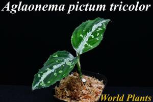 ７　Aglaonema　pictum tricolor from South Sumatra アグラオネマ　ピクタム　トリカラー