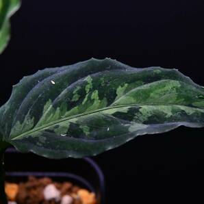 9 Aglaonema pictum tricolor from South Sumatra アグラオネマ ピクタム トリカラーの画像5