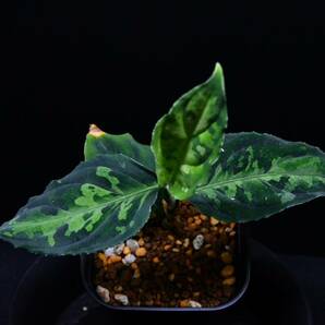 9 Aglaonema pictum tricolor from South Sumatra アグラオネマ ピクタム トリカラーの画像8