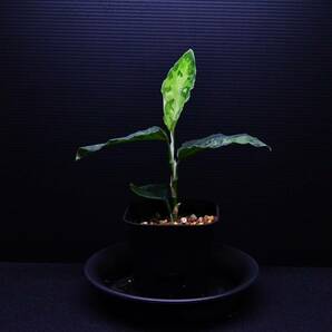 9 Aglaonema pictum tricolor from South Sumatra アグラオネマ ピクタム トリカラーの画像2
