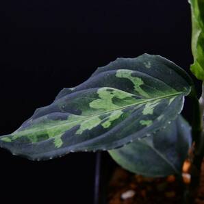 9 Aglaonema pictum tricolor from South Sumatra アグラオネマ ピクタム トリカラーの画像6
