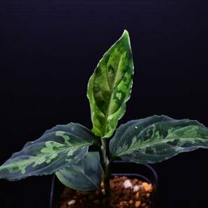 9 Aglaonema pictum tricolor from South Sumatra アグラオネマ ピクタム トリカラーの画像4