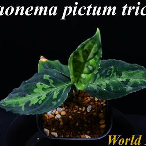 9 Aglaonema pictum tricolor from South Sumatra アグラオネマ ピクタム トリカラーの画像1