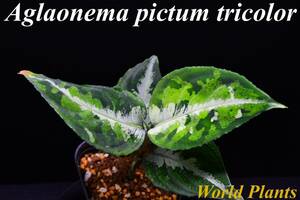 10　Aglaonema　pictum tricolor from South Sumatra アグラオネマ　ピクタム　トリカラー