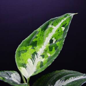 10 Aglaonema pictum tricolor from South Sumatra アグラオネマ ピクタム トリカラーの画像6