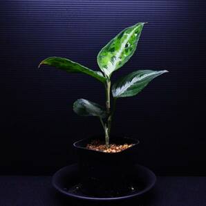 10 Aglaonema pictum tricolor from South Sumatra アグラオネマ ピクタム トリカラーの画像2