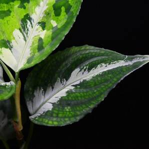 10 Aglaonema pictum tricolor from South Sumatra アグラオネマ ピクタム トリカラーの画像8