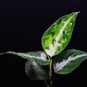 10 Aglaonema pictum tricolor from South Sumatra アグラオネマ ピクタム トリカラーの画像3
