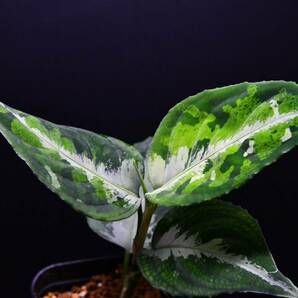 10 Aglaonema pictum tricolor from South Sumatra アグラオネマ ピクタム トリカラーの画像4