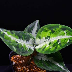 10 Aglaonema pictum tricolor from South Sumatra アグラオネマ ピクタム トリカラーの画像5
