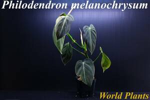 20　Philodendron melanochrysum　フィロデンドロン　メラノクリサム　