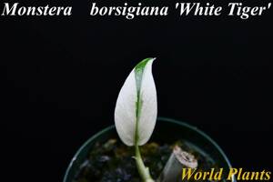 ２　斑入りモンステラ　ホワイトタイガー Monstera　borsigiana 'White Tiger' 