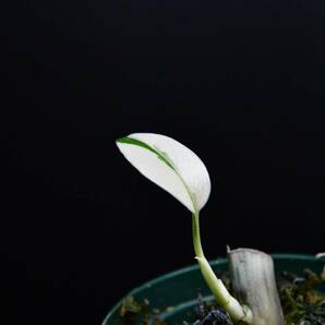 ２ 斑入りモンステラ ホワイトタイガー Monstera borsigiana 'White Tiger' の画像6