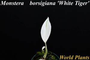 ４　斑入りモンステラ　ホワイトタイガー Monstera　borsigiana 'White Tiger' 