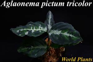 おすすめ株　２　Aglaonema　pictum tricolor from South Sumatra アグラオネマ　ピクタム　トリカラー