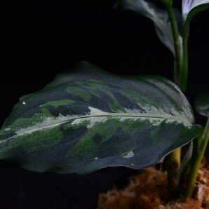おすすめ株 ２ Aglaonema pictum tricolor from South Sumatra アグラオネマ ピクタム トリカラーの画像9