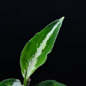 ３ Aglaonema pictum tricolor from Aceh アグラオネマ ピクタム トリカラーの画像10