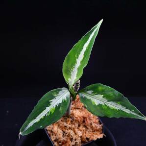 ３ Aglaonema pictum tricolor from Aceh アグラオネマ ピクタム トリカラーの画像3