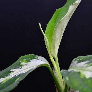 ３ Aglaonema pictum tricolor from Aceh アグラオネマ ピクタム トリカラーの画像8