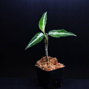 ３ Aglaonema pictum tricolor from Aceh アグラオネマ ピクタム トリカラーの画像4