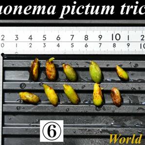 ６ Aglaonema pictum tricolor from South Sumatra アグラオネマ ピクタム トリカラー 種10粒の画像1