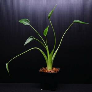 アロカシア タイニーダンサー Alocasia 'tiny Dancer'の画像6