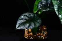 アロカシア　シヌアータAlocasia Sinuata_画像6