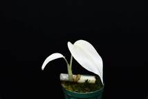 10　斑入りモンステラ　ホワイトタイガー Monstera　borsigiana 'White Tiger' _画像2