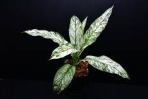 スパティフィラムセンセーション・バリエガータ　Spathiphyllum ‘sensation variegated_画像8