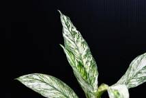 スパティフィラムセンセーション・バリエガータ　Spathiphyllum ‘sensation variegated_画像6