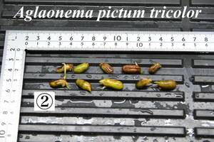2　Aglaonema　pictum tricolor from South Sumatra アグラオネマ　ピクタム　トリカラー 種10粒
