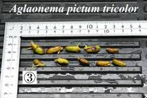 3　Aglaonema　pictum tricolor from South Sumatra アグラオネマ　ピクタム　トリカラー 種10粒_画像1