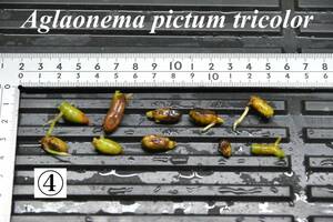 4　Aglaonema　pictum tricolor from South Sumatra アグラオネマ　ピクタム　トリカラー 種10粒