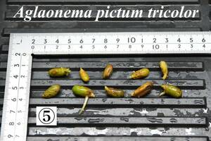 5　Aglaonema　pictum tricolor from South Sumatra アグラオネマ　ピクタム　トリカラー 種10粒